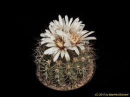 Gymnocalycium hossei 174